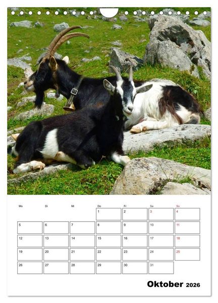 Produktbild: Ziegen Terminplaner (Wandkalender 2026 DIN A4 hoch), CALVENDO Monatskalender