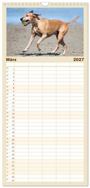Produktbild: Familienplaner 2027 - Freunde auf vier Pfoten am Strand mit 5 Spalten (Wandkalender, 21 x 45 cm) CALVENDO