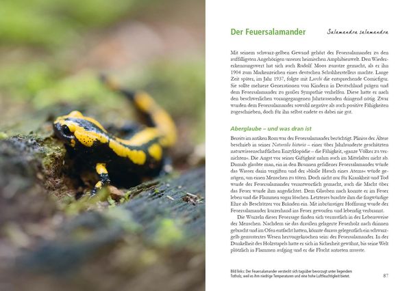Produktbild: Wunderwelt Totholz