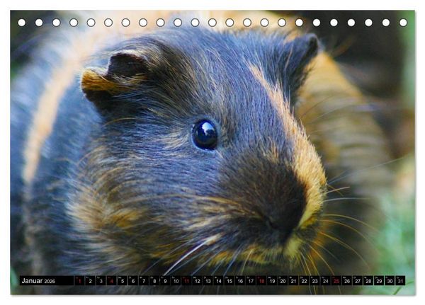 Produktbild: Kuschelige Meerschweinchen (Tischkalender 2026 DIN A5 quer), CALVENDO Monatskalender