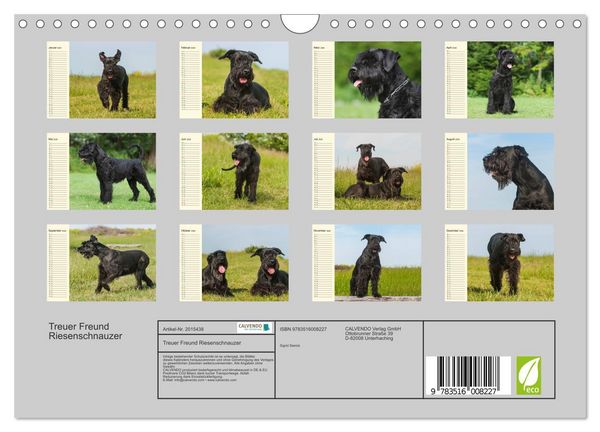 Produktbild: Treuer Freund Riesenschnauzer (Wandkalender 2026 DIN A4 quer), CALVENDO Monatskalender