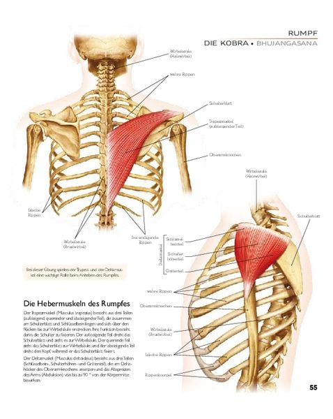 Produktbild: YOGA - Atlas der Anatomie