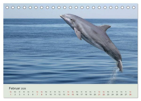 Produktbild: Die Welt der Delphine (Tischkalender 2026 DIN A5 quer), CALVENDO Monatskalender