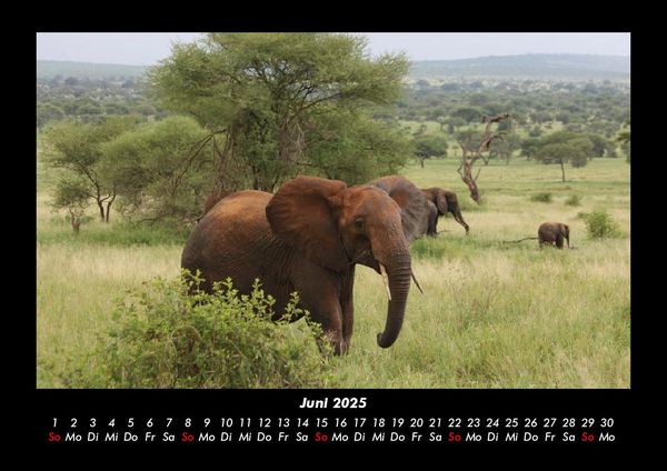Produktbild: Elefanten - Die sanften Riesen Afrikas 2025 Fotokalender DIN A3