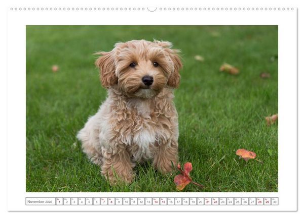 Produktbild: Maltipoo - Malteser -Pudel (Wandkalender 2026 DIN A2 quer), CALVENDO Monatskalender