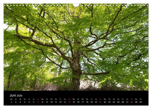 Produktbild: Mecklenburg - Vorpommern (Wandkalender 2026 DIN A3 quer), CALVENDO Monatskalender