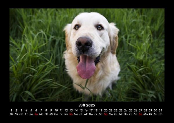 Produktbild: Hunde 2025 Fotokalender DIN A3