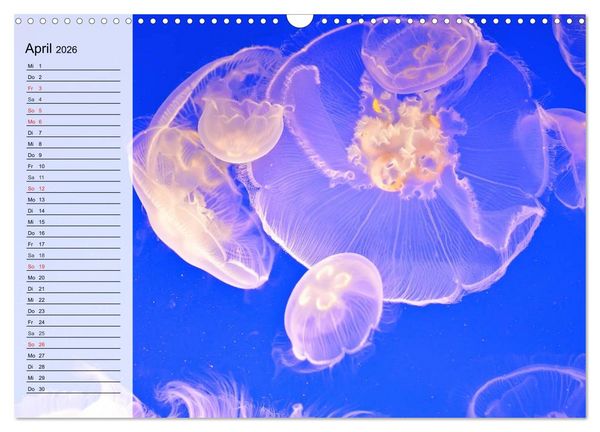 Produktbild: Quallen. &Auml;therische Wunderwesen (Wandkalender 2026 DIN A3 quer), CALVENDO Monatskalender