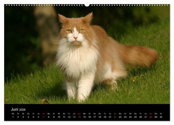 Produktbild: Freig&auml;nger - Hauskatzen unterwegs (hochwertiger Premium Wandkalender 2026 DIN A2 quer), Kunstdruck in Hochglanz