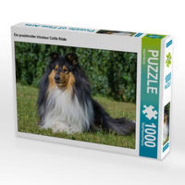 CALVENDO Puzzle Ein prachtvoller tricolour Collie Rüde | 1000 Teile Lege-Größe 64x48cm Foto-Puzzle für glückliche Stunden