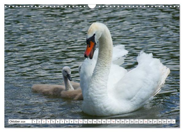 Produktbild: Elegante Schw&auml;ne (Wandkalender 2026 DIN A3 quer), CALVENDO Monatskalender