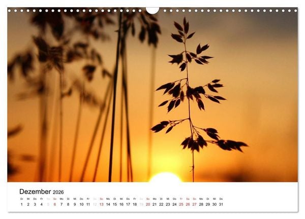 Produktbild: Zarte Natur 2026 (Wandkalender 2026 DIN A3 quer), CALVENDO Monatskalender