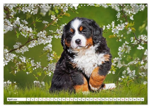 Produktbild: Berner Sennenhunde - Freunde f&uuml;r ein ganzes Leben (Wandkalender 2026 DIN A3 quer), CALVENDO Monatskalender