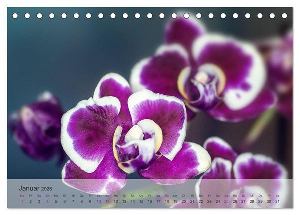 Produktbild: Phalaenopsis - die zauberhafte Welt der Orchideen (Tischkalender 2026 DIN A5 quer), CALVENDO Monatskalender