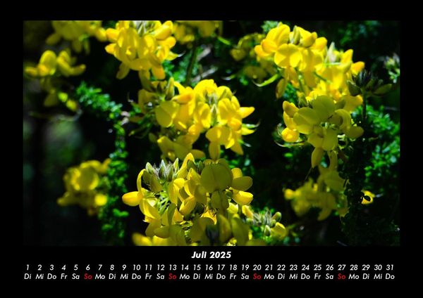 Produktbild: Blumentr&auml;ume 2025 Fotokalender DIN A3