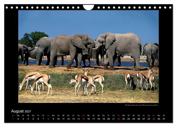 Produktbild: Wildtiere im Etosha Nationalpark (Wandkalender 2027 DIN A4 quer), CALVENDO Monatskalender