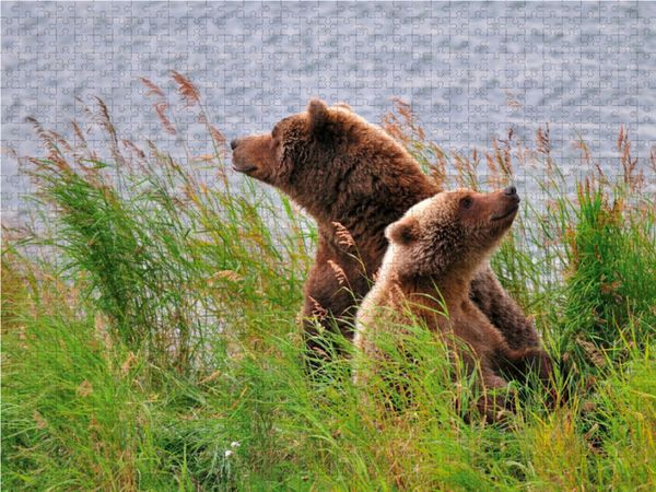 Produktbild: CALVENDO Puzzle Alaska Braunb&auml;ren 2000 Teile Lege-Gr&ouml;&szlig;e 90 x 67 cm Foto-Puzzle Bild von Dieter-M. Wilczek