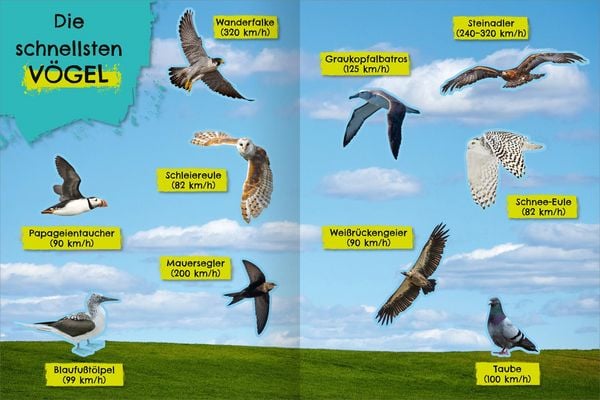 Produktbild: Das schnellste Stickerheft der Welt