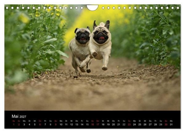 Produktbild: Der MOPS-Kalender (Wandkalender 2027 DIN A4 quer), CALVENDO Monatskalender
