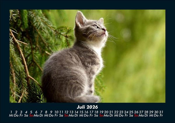 Produktbild: F&uuml;r Katzenfreunde 2026 Fotokalender DIN A5
