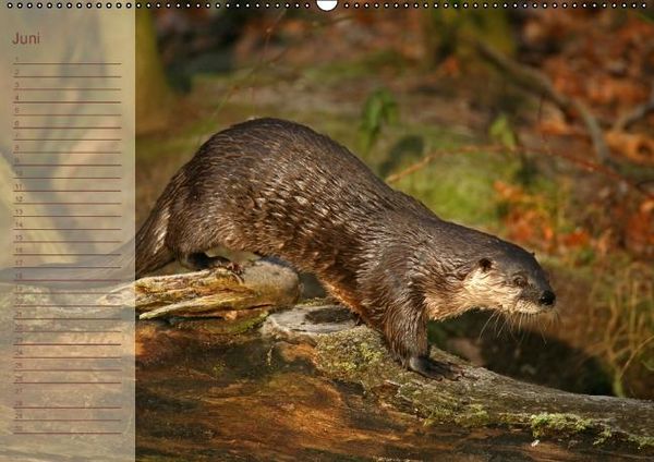 Produktbild: Fischotter Geburtstagskalender (Wandkalender immerw&auml;hrend DIN A2 quer)