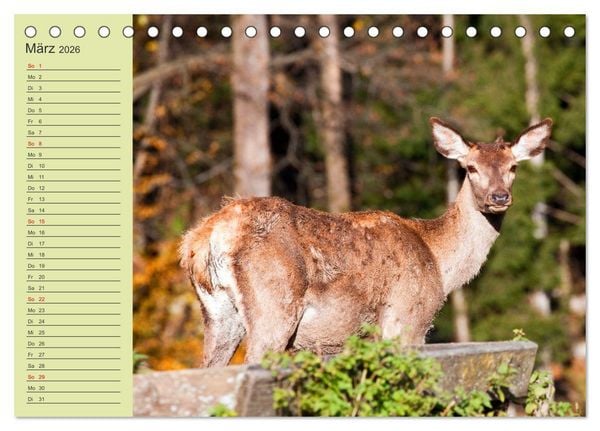 Produktbild: Wir sind die Stars im Wald (Tischkalender 2026 DIN A5 quer), CALVENDO Monatskalender