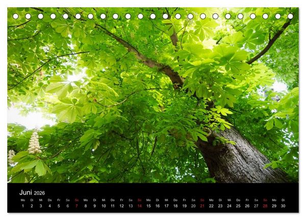 Produktbild: Baumportr&auml;ts 2026 (Tischkalender 2026 DIN A5 quer), CALVENDO Monatskalender