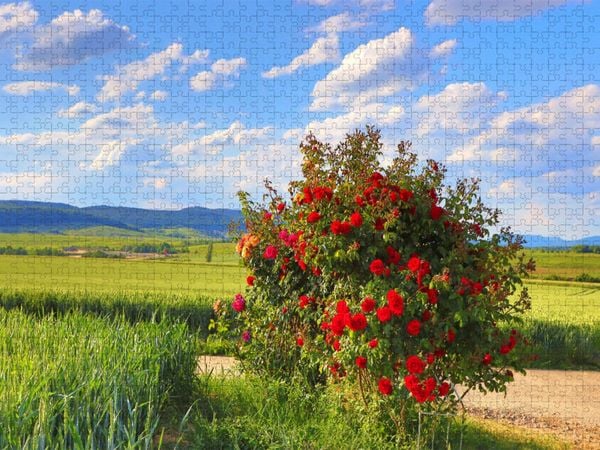 Produktbild: CALVENDO Puzzle Fest der Rose an der S&uuml;dlichen Weinstrasse. Ein Motiv aus dem Kalender Wanderparadies S&uuml;dliche Weinstrasse | 1000 Teile Lege-Gr&ouml;&szlig;e 64x48cm Foto-Puzzle f&uuml;r gl&uuml;ckliche Stunden
