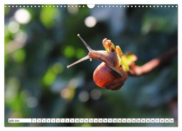 Produktbild: Admirons les escargots (Calendrier mural 2026 DIN A3 vertical), CALVENDO calendrier mensuel
