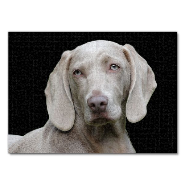 Produktbild: Lais Puzzle Weimaraner 1000 Teile