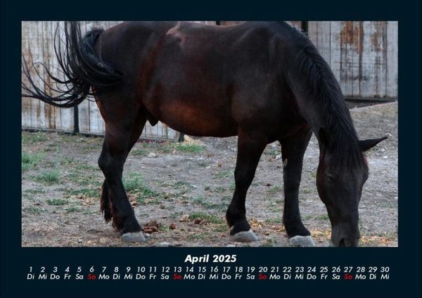 Produktbild: Welt der Pferde 2025 Fotokalender DIN A4