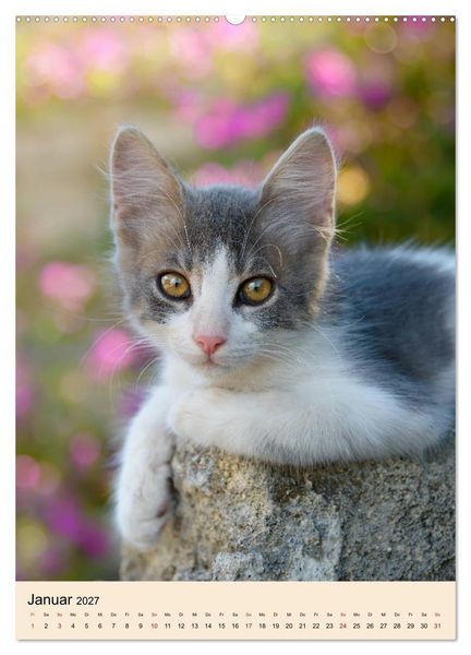 Produktbild: Katzen von Rhodos (hochwertiger Premium Wandkalender 2027 DIN A2 hoch), Kunstdruck in Hochglanz