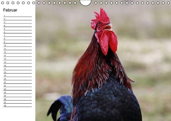 Produktbild: H&uuml;hner / Geburtstagskalender (Wandkalender immerw&auml;hrend DIN A4 quer)