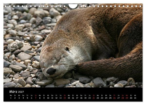 Produktbild: Putzige Fischj&auml;ger (Wandkalender 2027 DIN A4 quer), CALVENDO Monatskalender