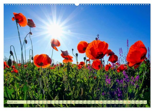 Produktbild: Blumenwiesen &ndash; ein bl&uuml;tenzauberhaftes Jahr (Wandkalender 2026 DIN A2 quer), CALVENDO Monatskalender