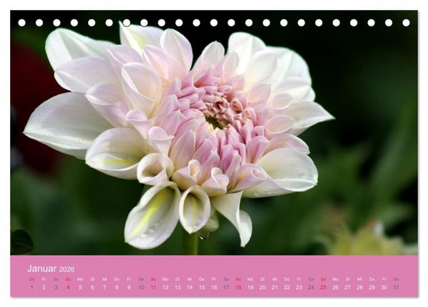 Produktbild: Dahlien (Tischkalender 2026 DIN A5 quer), CALVENDO Monatskalender