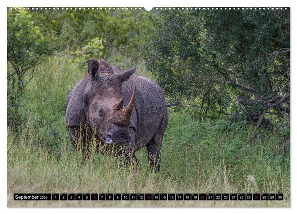 Produktbild: Afrikas Tierwelt: Nash&ouml;rner (Wandkalender 2026 DIN A2 quer), CALVENDO Monatskalender