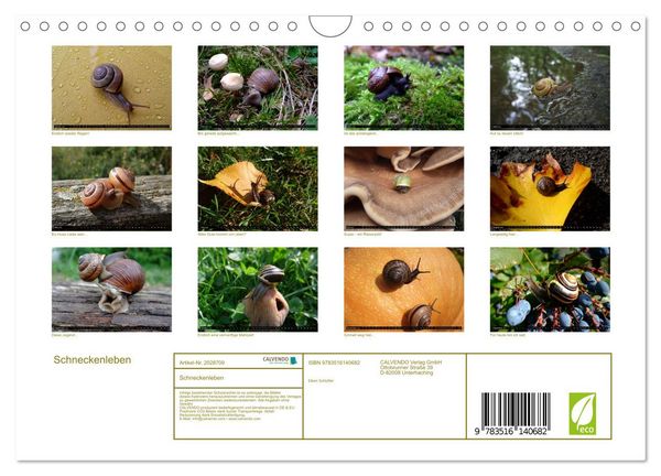 Produktbild: Schneckenleben (Wandkalender 2026 DIN A4 quer), CALVENDO Monatskalender