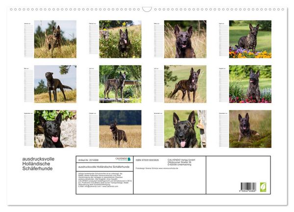 Produktbild: ausdrucksvolle Holl&auml;ndische Sch&auml;ferhunde (Wandkalender 2026 DIN A2 quer), CALVENDO Monatskalender