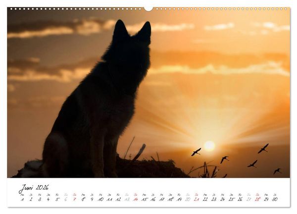 Produktbild: Sch&auml;ferhunde Seelenhunde (hochwertiger Premium Wandkalender 2026 DIN A2 quer), Kunstdruck in Hochglanz