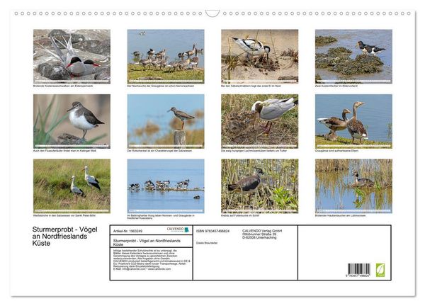 Produktbild: Sturmerprobt - V&ouml;gel an Nordfrieslands K&uuml;ste (Wandkalender 2026 DIN A2 quer), CALVENDO Monatskalender