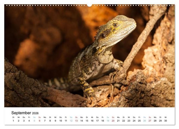 Produktbild: Australiens wunderbare Tiere (Wandkalender 2026 DIN A2 quer), CALVENDO Monatskalender