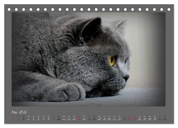 Produktbild: GRAUE ENGEL Britischkurzhaar-Katzen (Tischkalender 2026 DIN A5 quer), CALVENDO Monatskalender