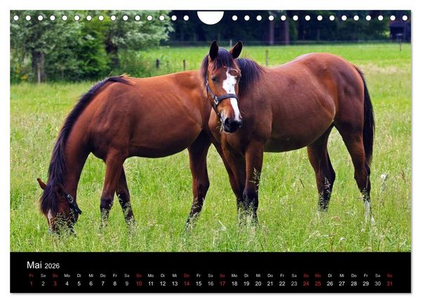 Produktbild: Faszination Pferde (Wandkalender 2026 DIN A4 quer), CALVENDO Monatskalender