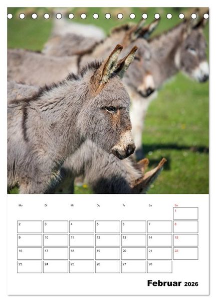 Produktbild: S&uuml;&szlig;e Esel. Langohren zum Verlieben (Tischkalender 2026 DIN A5 hoch), CALVENDO Monatskalender