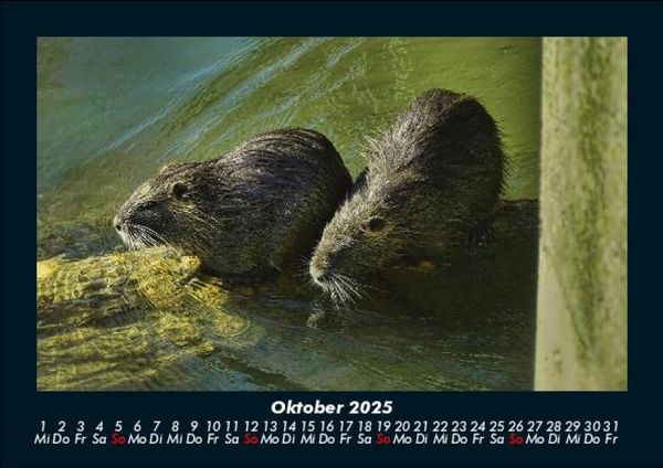 Produktbild: Welt der Tiere 2025 Fotokalender DIN A5