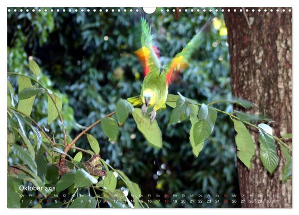Produktbild: Blaustirnamazonen - Papageien in Paraguay (Wandkalender 2026 DIN A3 quer), CALVENDO Monatskalender
