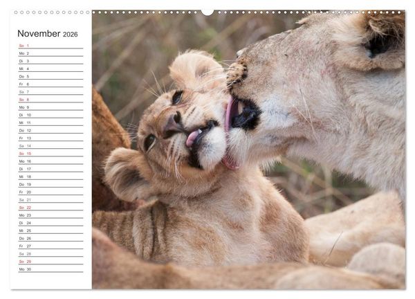 Produktbild: Emotionale Momente: L&ouml;wenbabys - so s&uuml;&szlig;. (Wandkalender 2026 DIN A2 quer), CALVENDO Monatskalender
