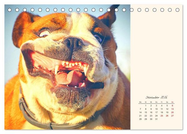 Produktbild: Dicke Freunde. Englische Bulldoggen (Tischkalender 2026 DIN A5 quer), CALVENDO Monatskalender