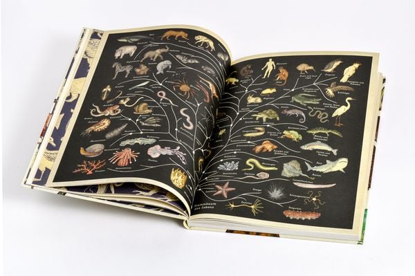Produktbild: Das Museum der Tiere